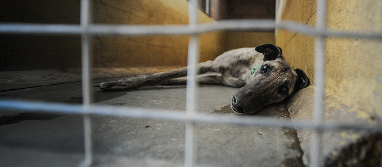 A greyhound looks out from a barren concrete kennel