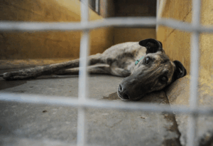 A greyhound looks out from a barren concrete kennel