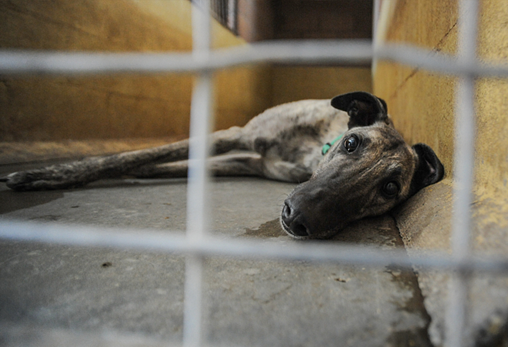A greyhound looks out from a barren concrete kennel