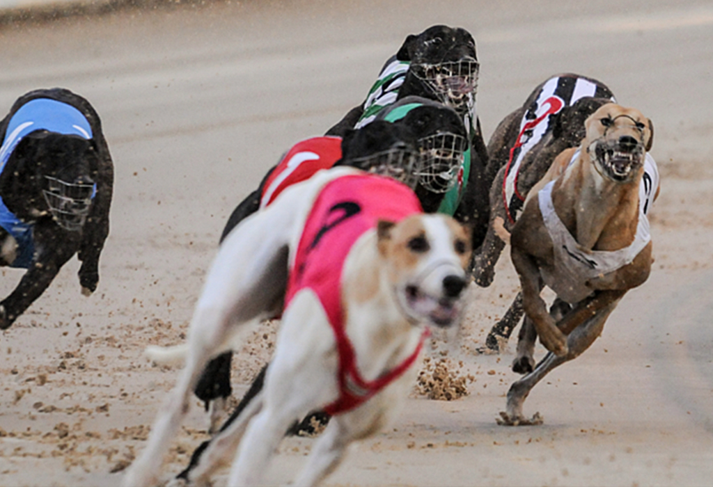 Greyhounds racing on a sandy track