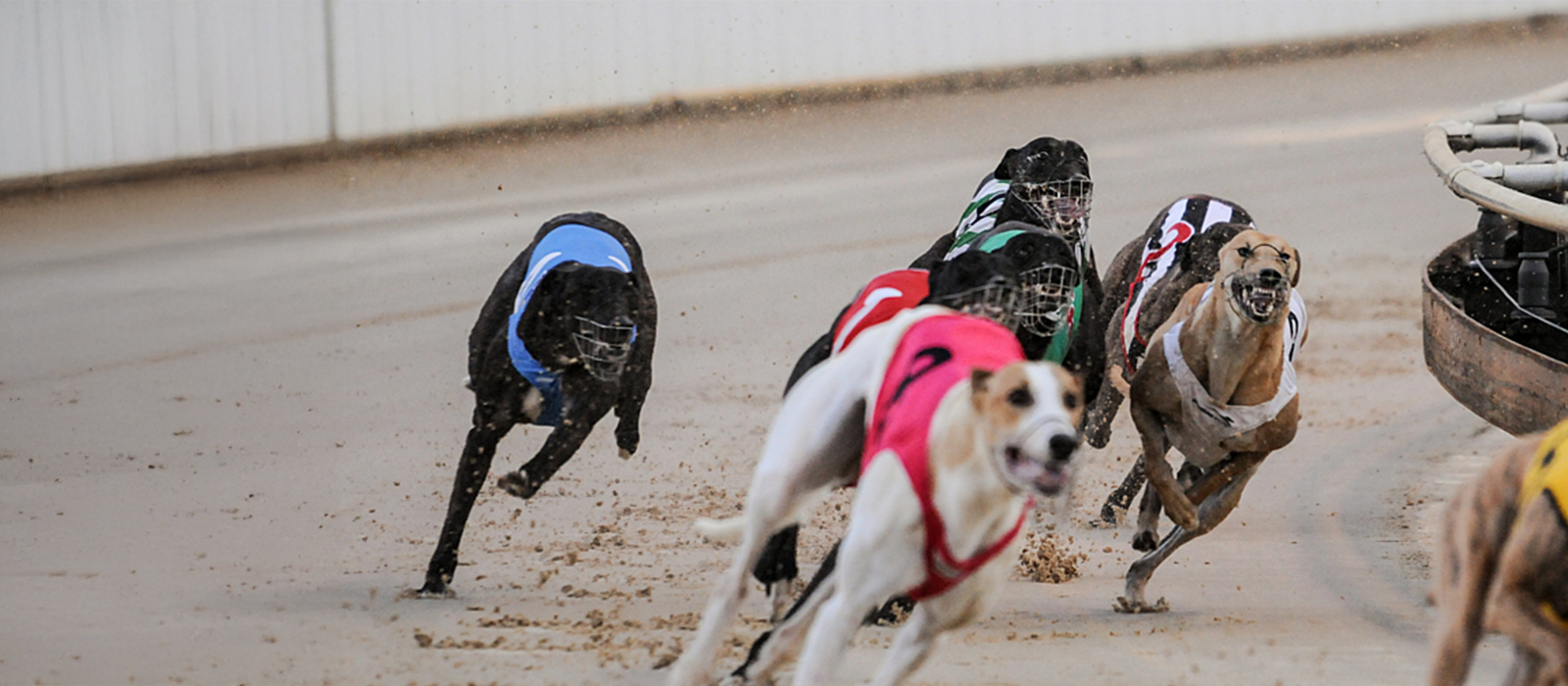 Greyhounds racing on a sandy track