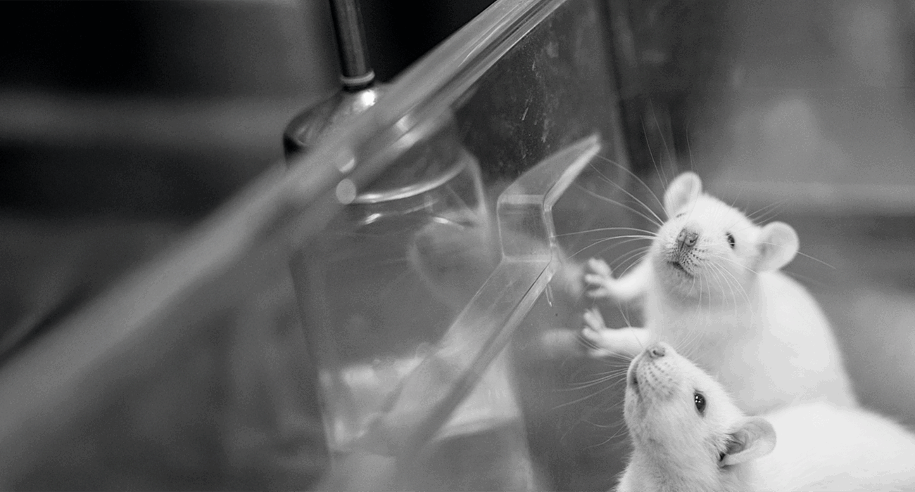 Two white mice in a clear plastic container