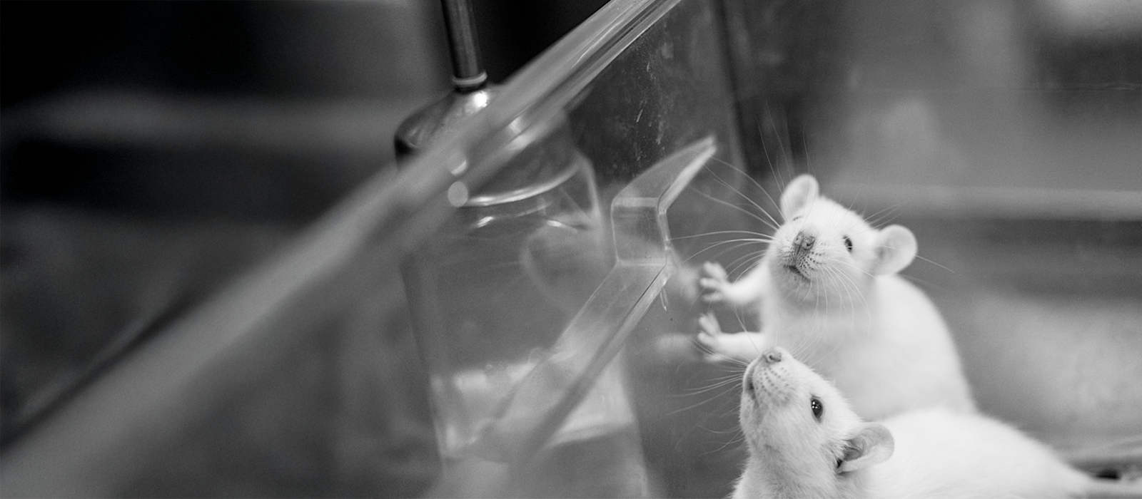 Two white mice in a clear plastic container