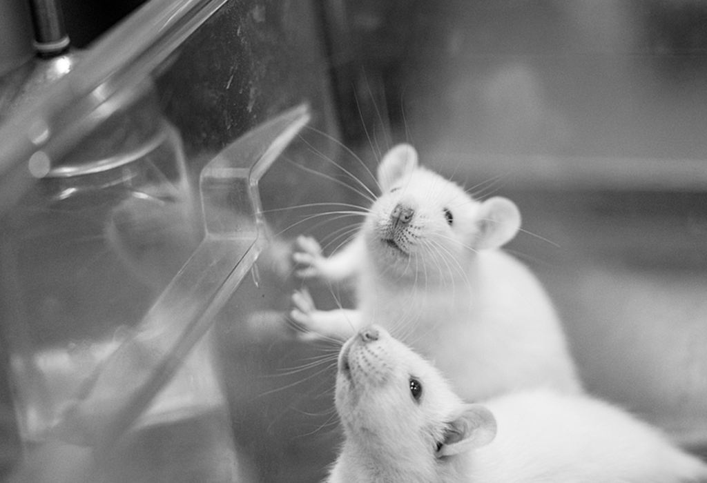 Two white mice in a clear plastic container