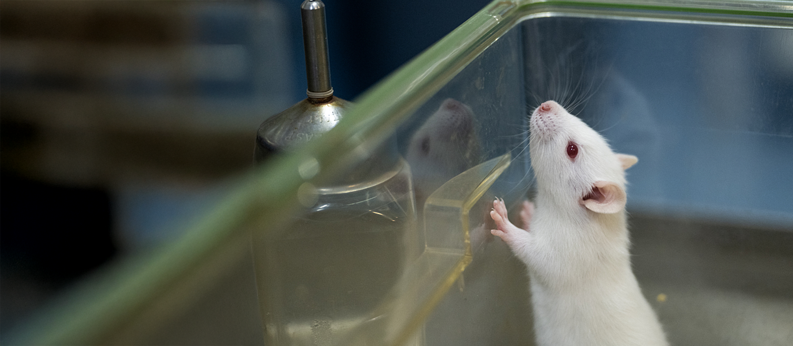 A white mouse standing in a clear plastic container