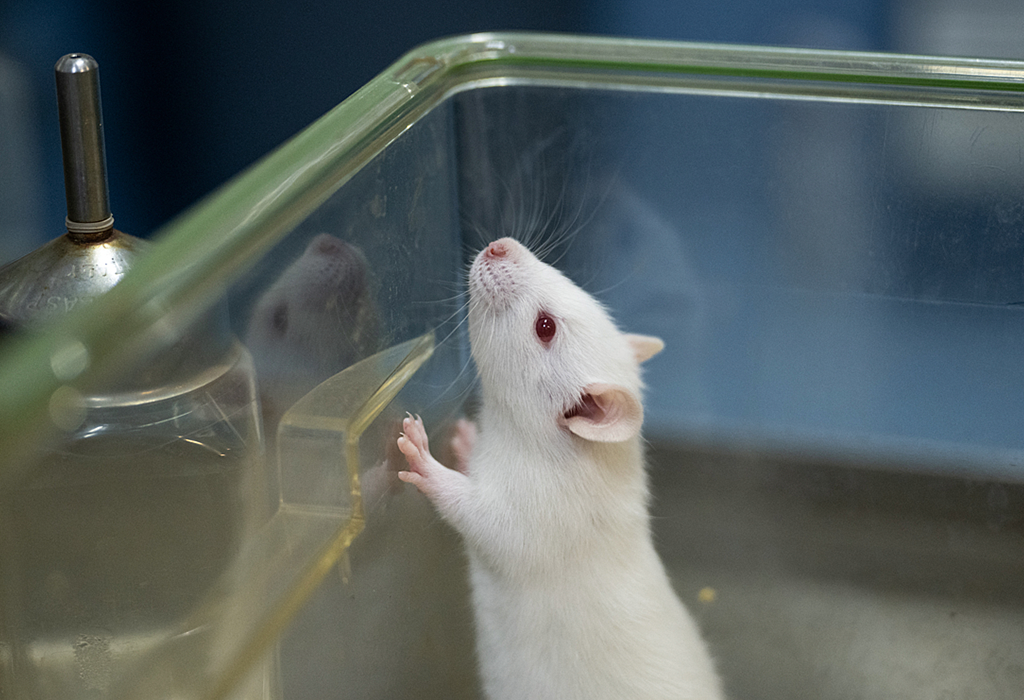 A white mouse standing in a clear plastic container
