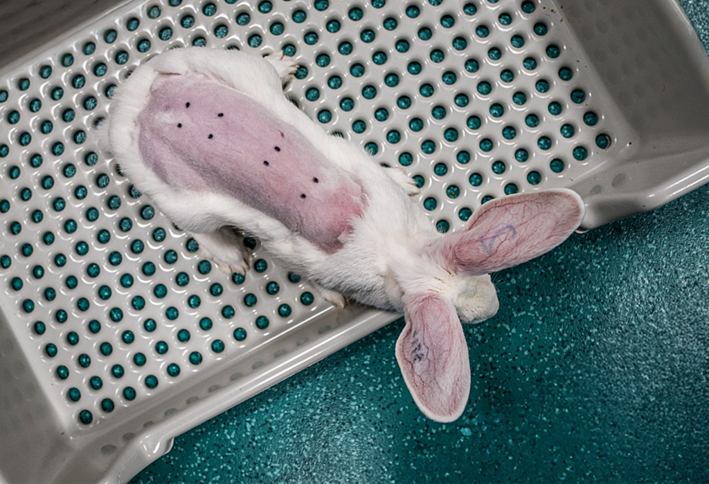 A rabbit with a shaved back in preparation for testing