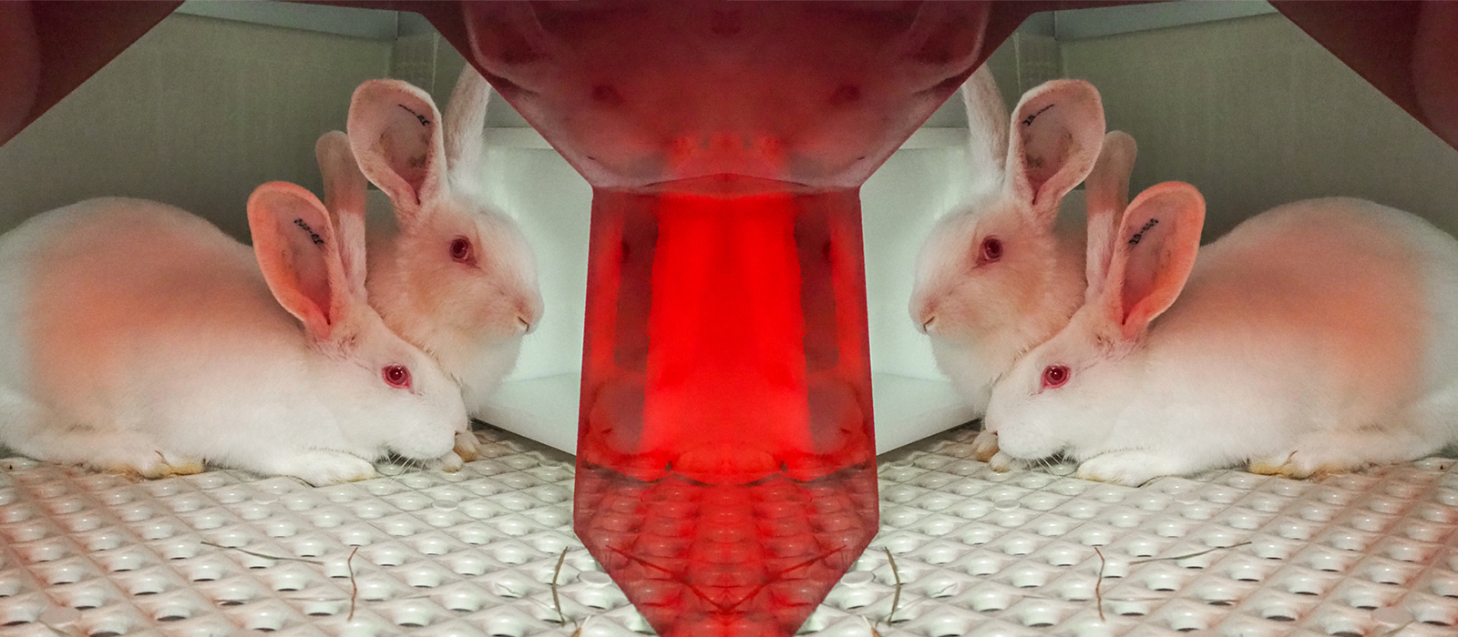 Two white rabbits standing on metal floor