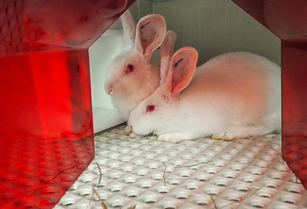 Two white rabbits standing on metal floor