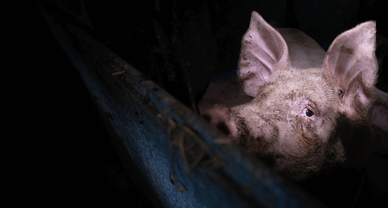 A pig looks over the bars of her crate