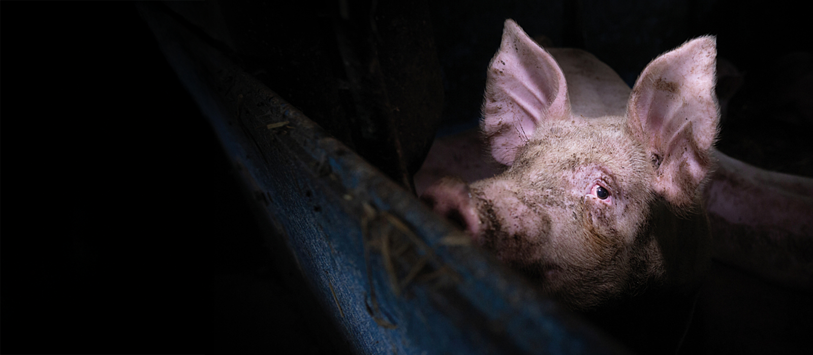A pig looks over the bars of her crate