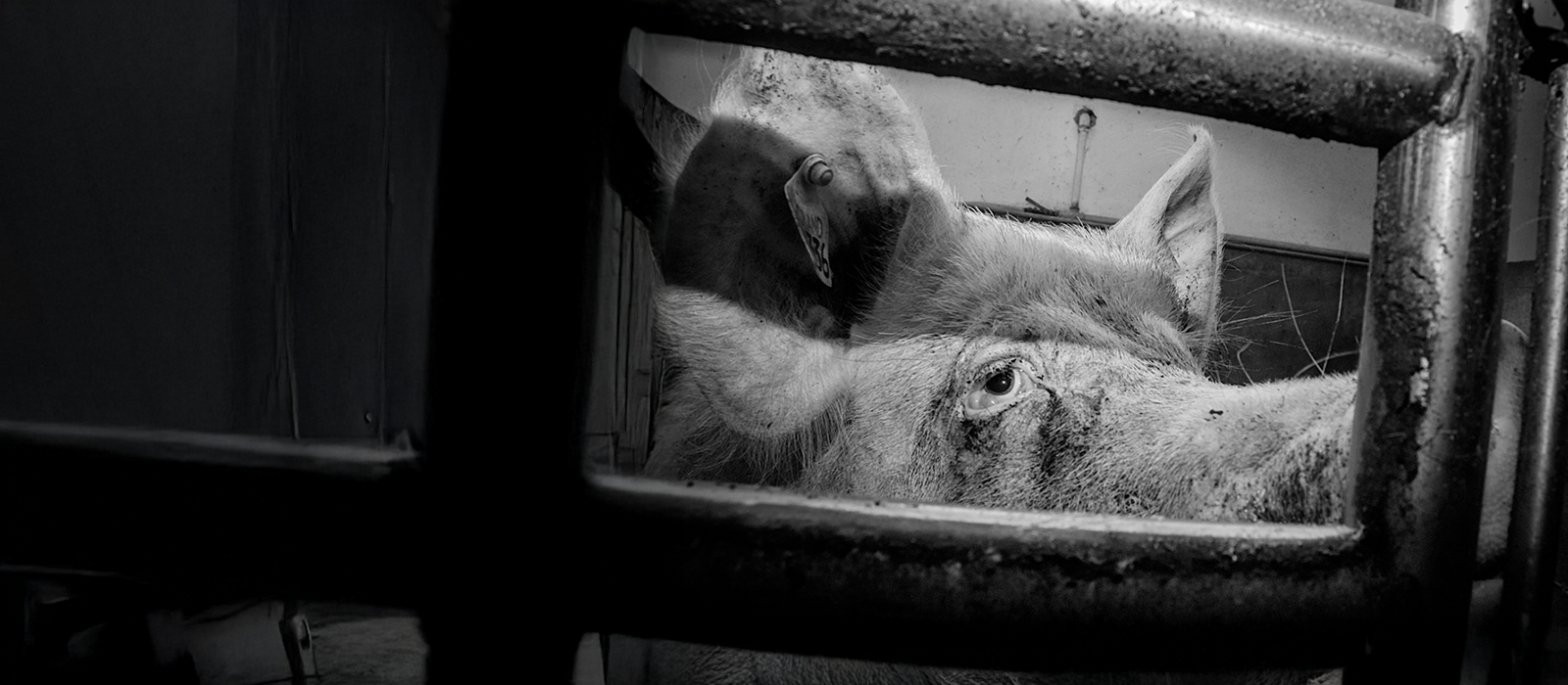 Black and white picture of pig looking through metal bars