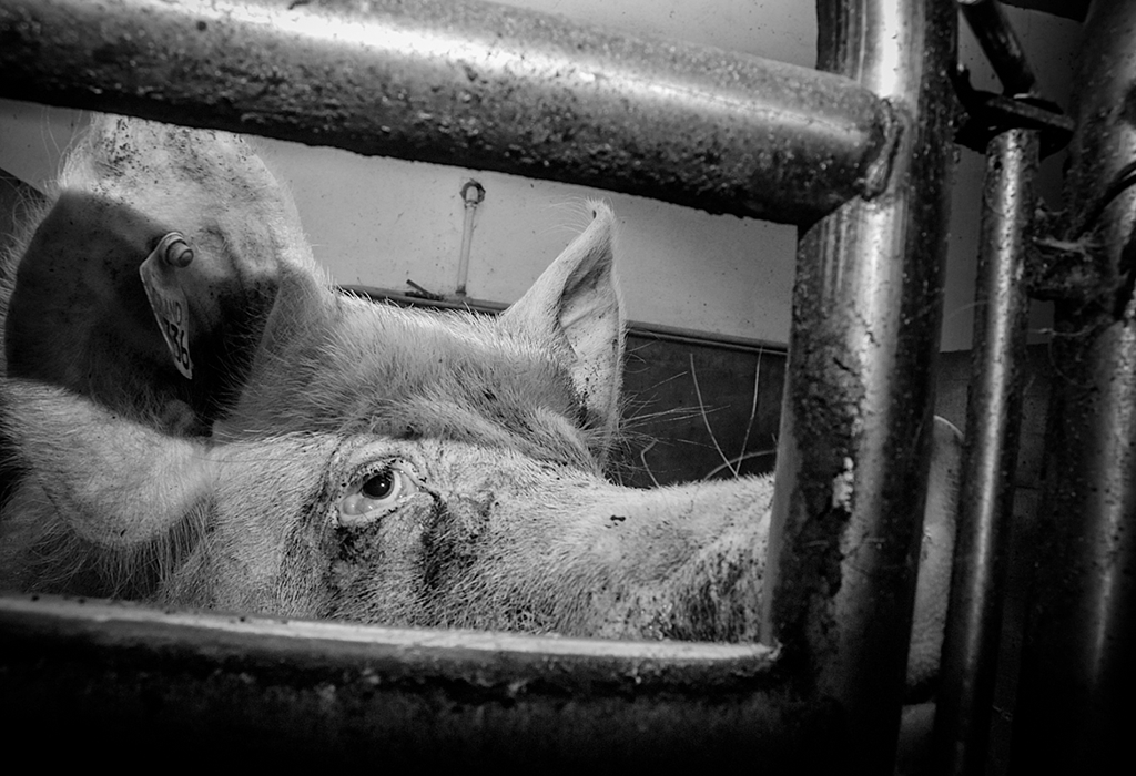Black and white picture of pig looking through metal bars