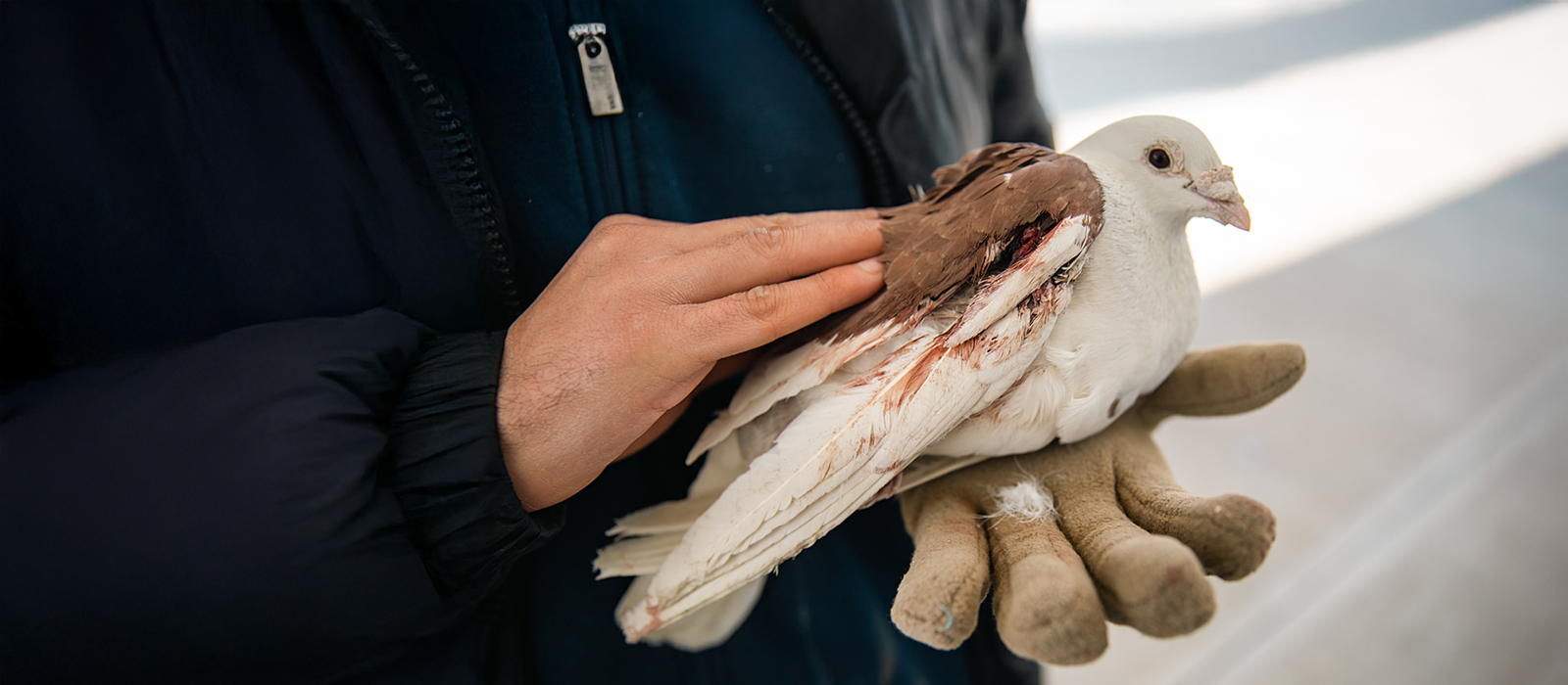 A pigeon with an injured, bloodied wing