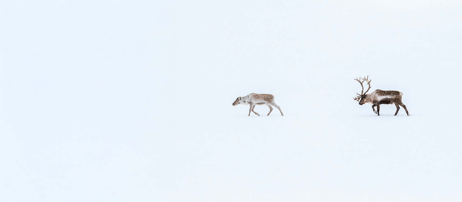 Two reindeer walking through snow