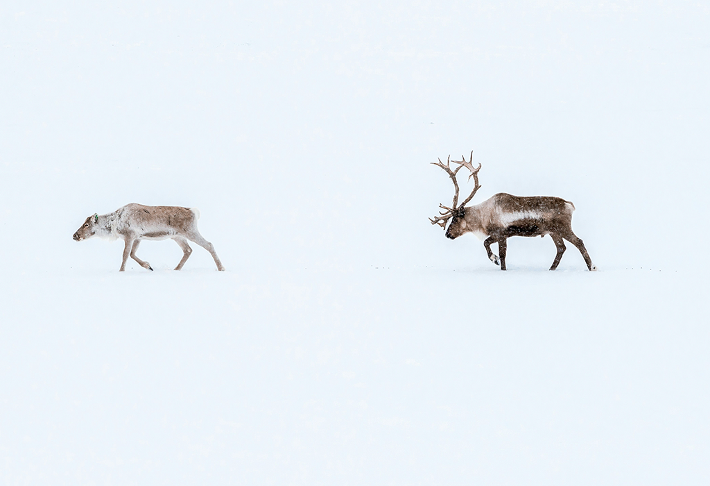 Two reindeer walking through snow
