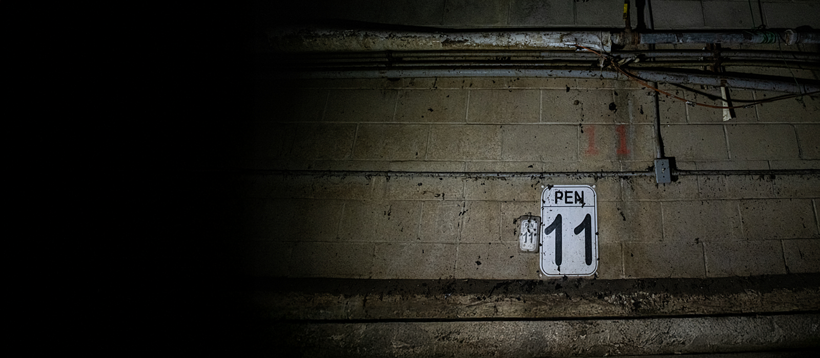 A sign that reads 'pen 11' nailed to a slaughterhouse wall