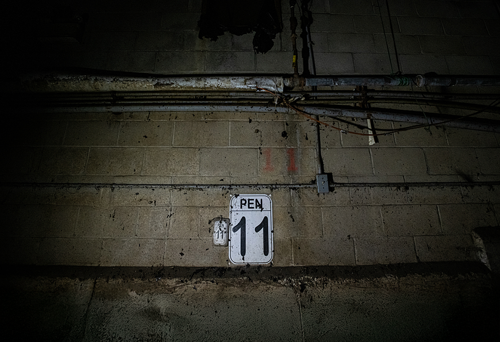 A sign that reads 'pen 11' nailed to a slaughterhouse wall