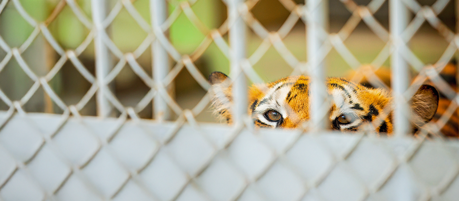 A tiger looks at the camera through wire fencing