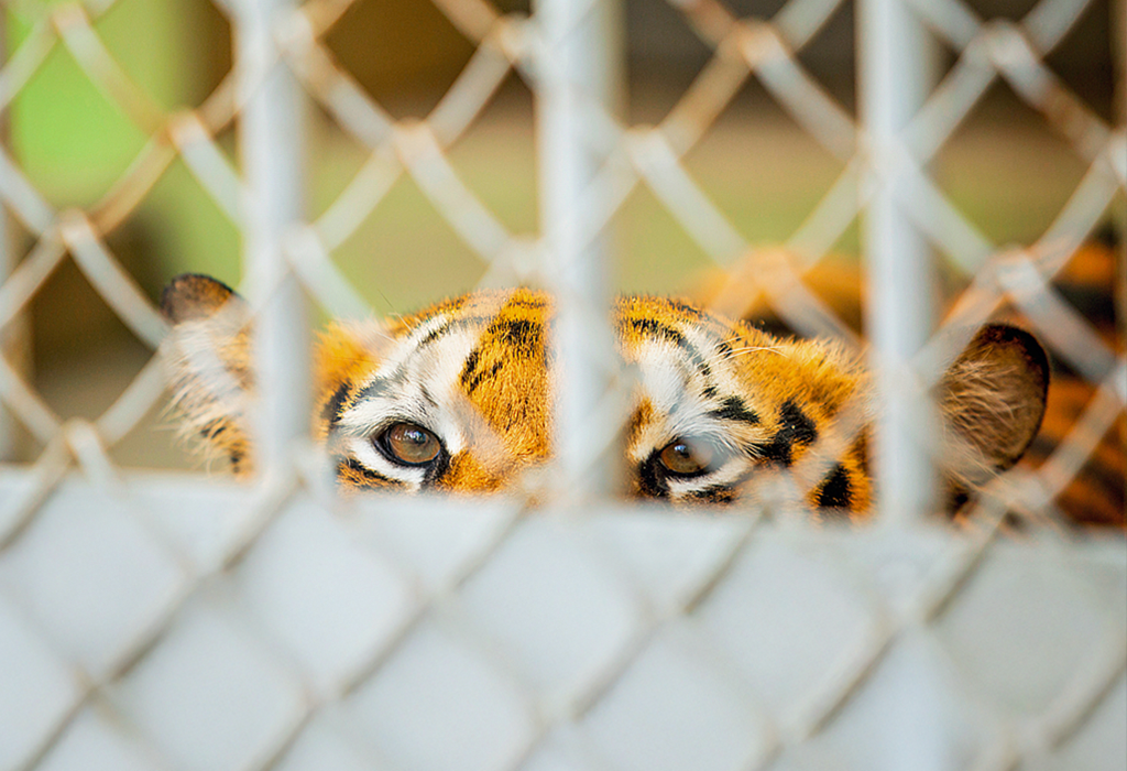 A tiger looks at the camera through wire fencing