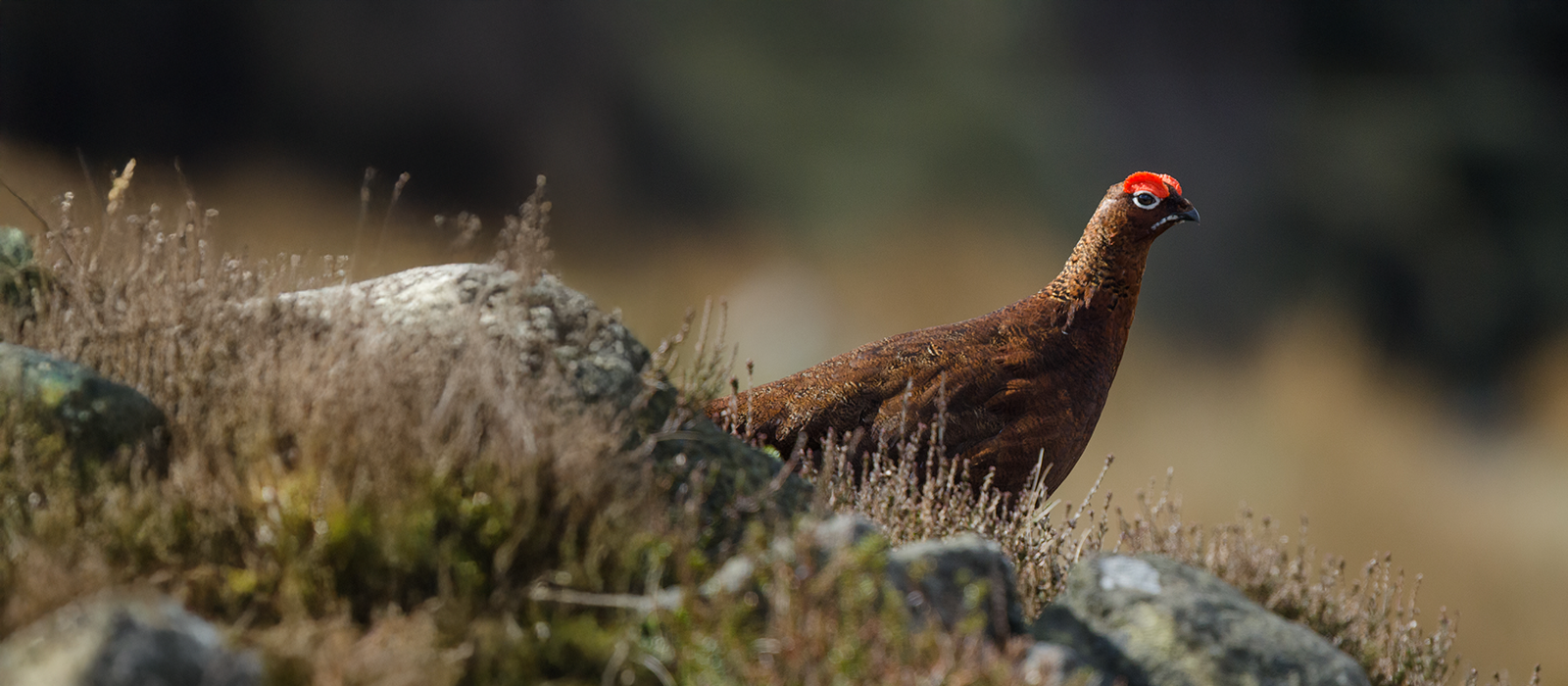 A grouse standing on a rock