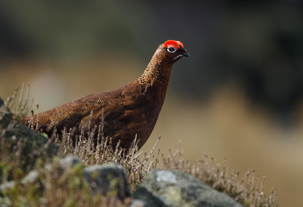 A grouse standing on a rock