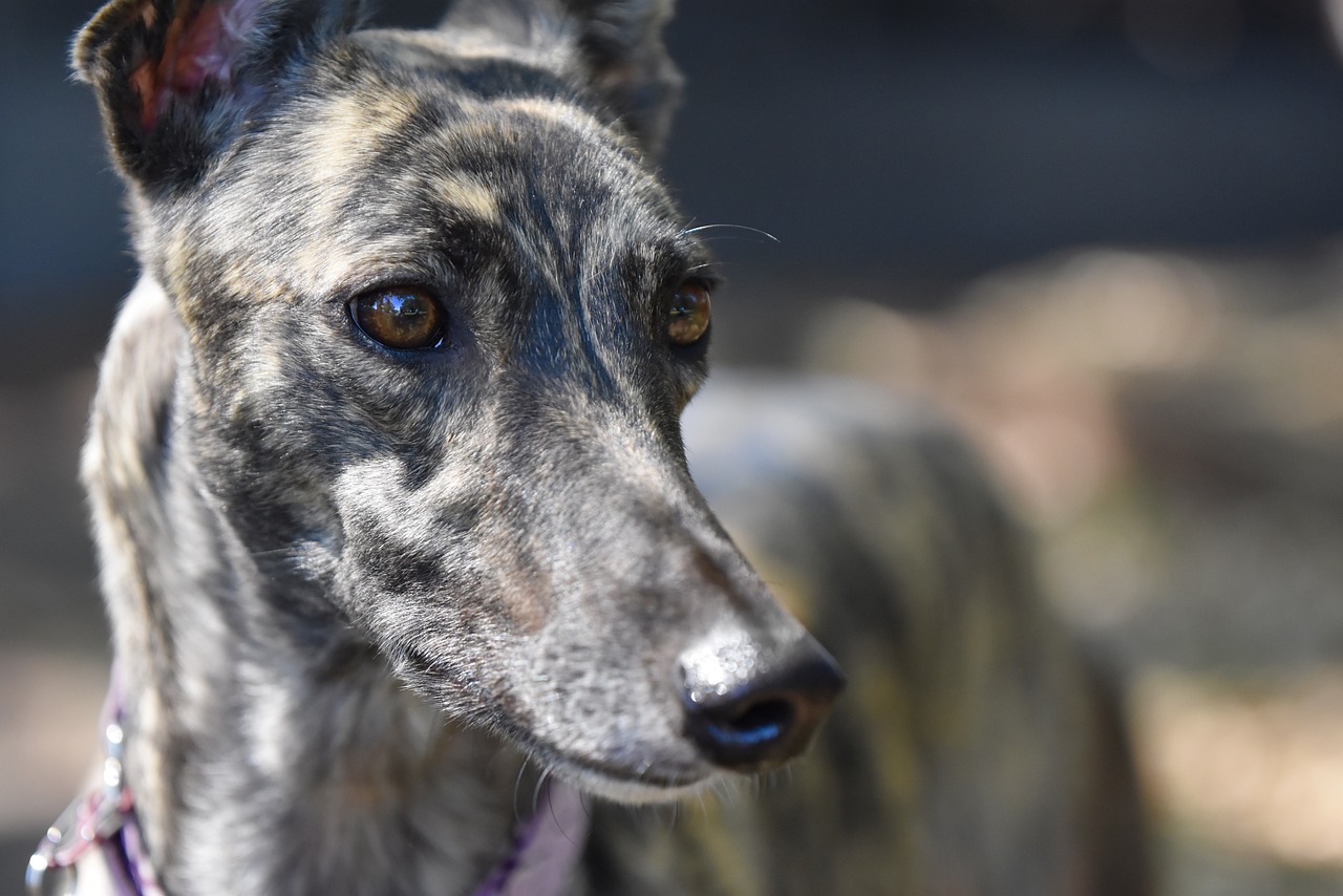 A close up of a brindle coloured greyhound