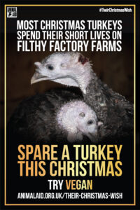 Their Christmas Wish 