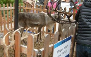 Fareham, Hampshire reindeer event