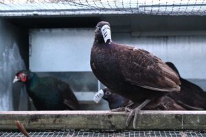 Investigation of 'breeding' pheasants at a farm in West Sussex