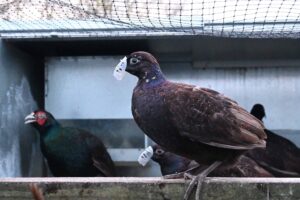 Investigation of 'breeding' pheasants at a farm in West Sussex