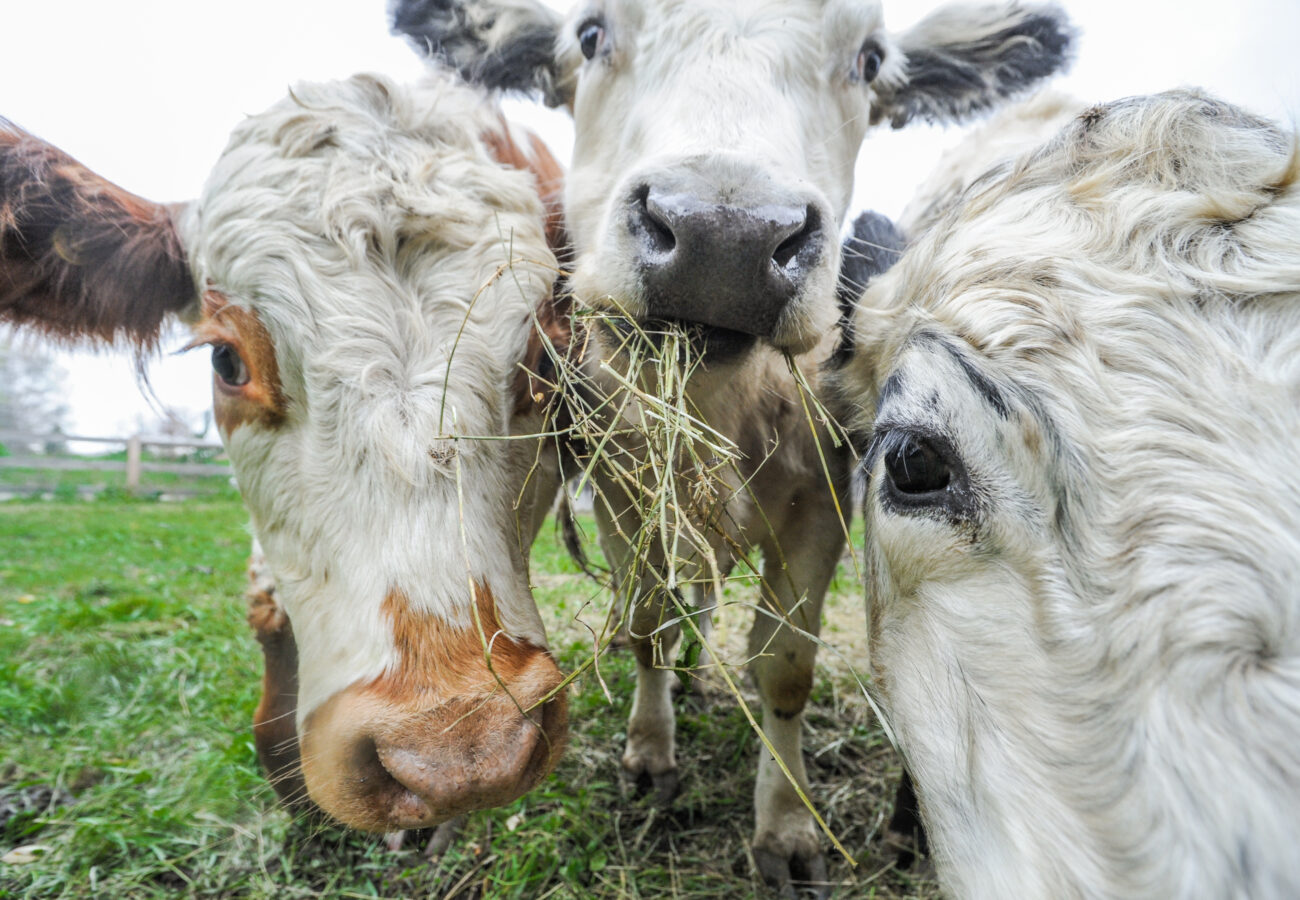 Three cows chewing grass look curiously into the camera