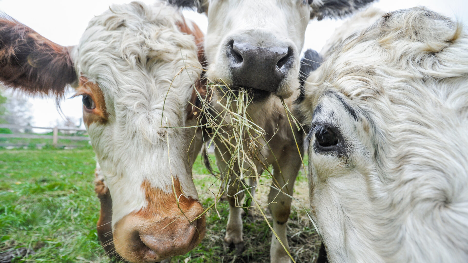 Three cows chewing grass look curiously into the camera