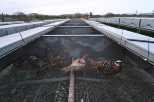 Investigation of 'breeding' pheasants at a farm in West Sussex
