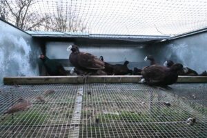 Investigation of 'breeding' pheasants at a farm in West Sussex