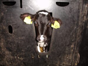 Farmer of the Year Award farm investigation 2012