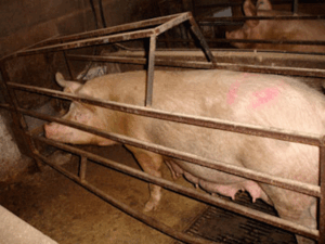 Lower Egford Farm, St Columb, Cornwall