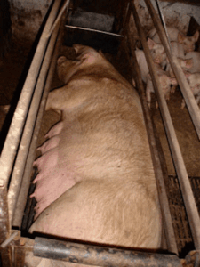 Lower Egford Farm, St Columb, Cornwall