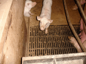 Lower Egford Farm, St Columb, Cornwall