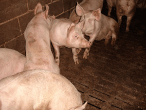 Lower Egford Farm, St Columb, Cornwall