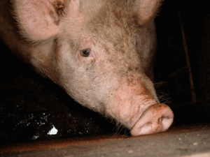 Lower Egford Farm, St Columb, Cornwall