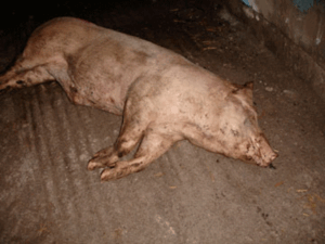Lower Egford Farm, St Columb, Cornwall