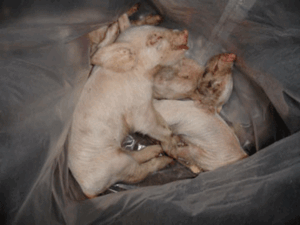 Lower Egford Farm, St Columb, Cornwall