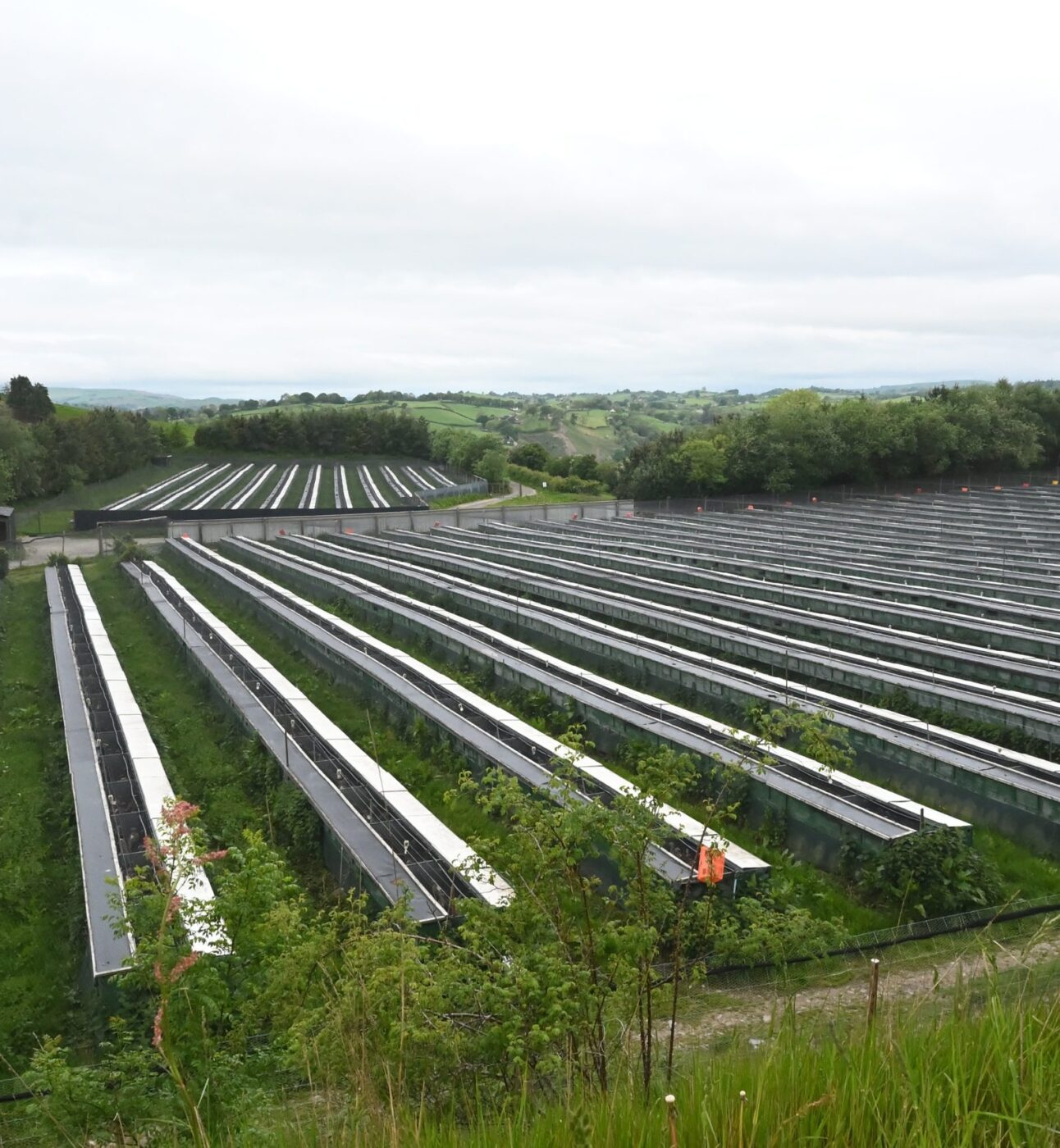 Raised laying cages at an industrial game farm