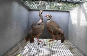 The harsh reality of the 'game' bird industry