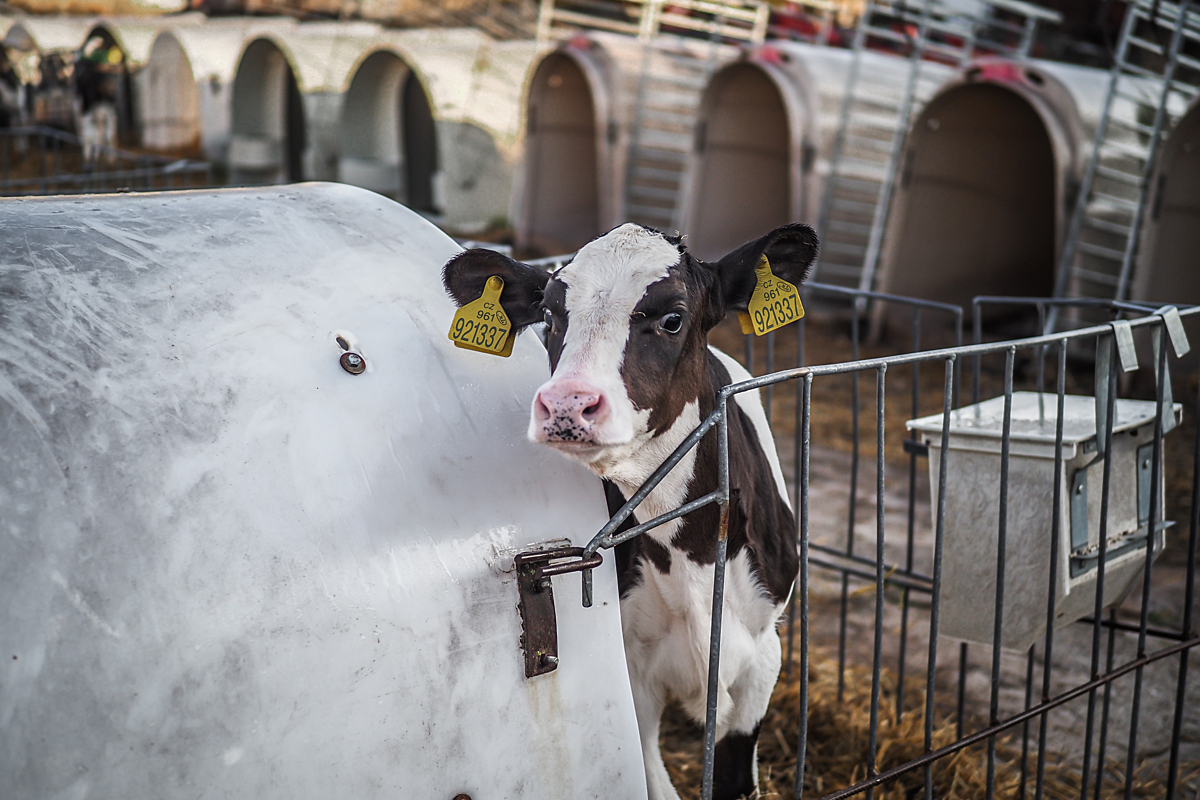 A solitary calf looks over the gate of his hutch