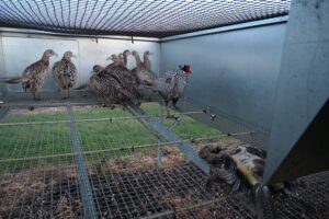 These pictures are of the Park Farm Flintshire investigation.