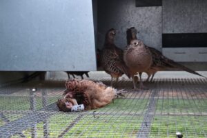 These pictures are of the Park Farm Flintshire investigation.