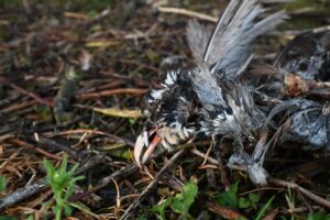 These pictures are of the Park Farm Flintshire investigation.