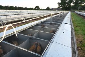 These pictures are of the Park Farm Flintshire investigation.